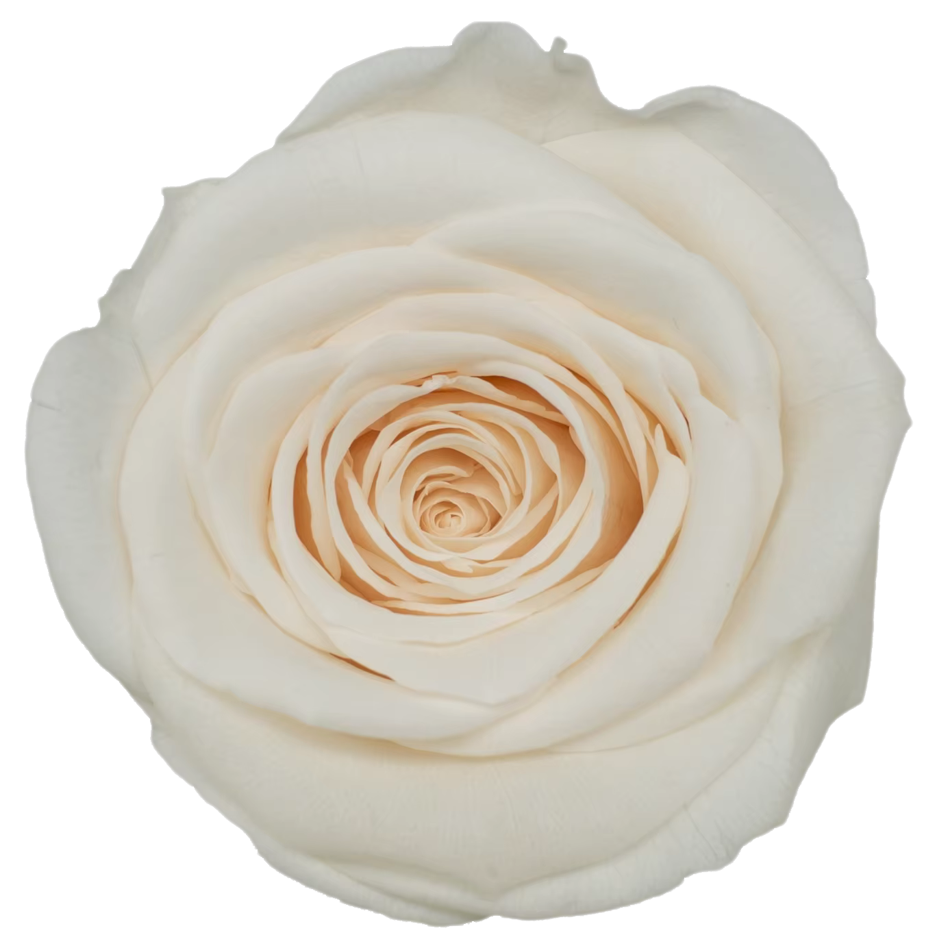 Roses conservées de qualité B 4-5cm, fleur conservée, fraîche, naturelle, véritable Rose éternelle, 