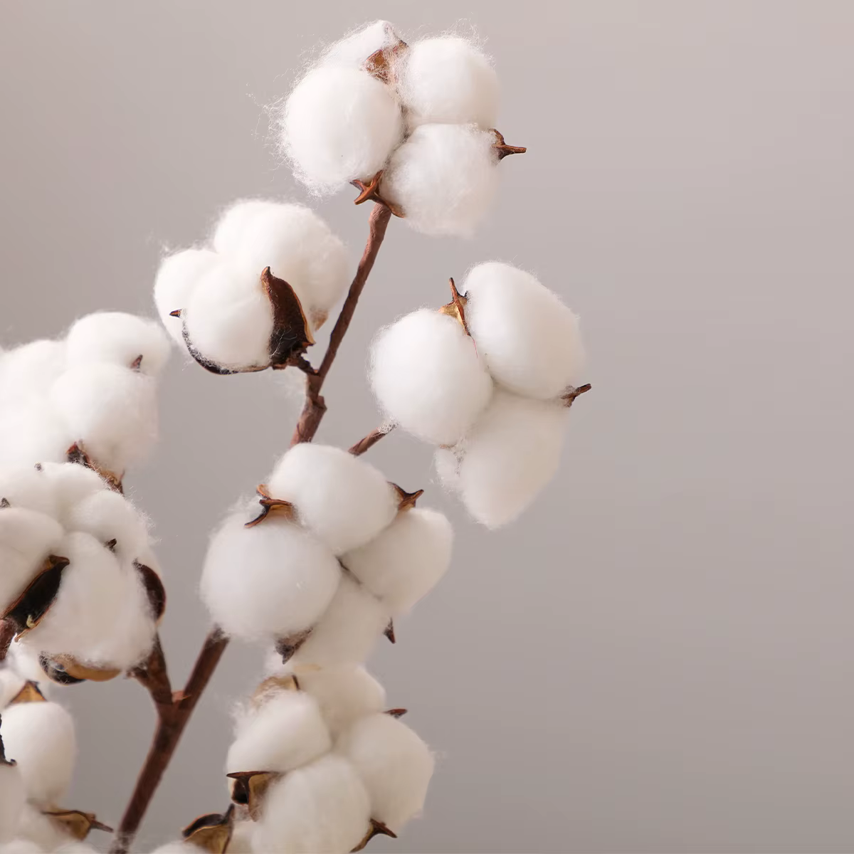 Bouquet de fleurs en coton artificiel Instagrammable, tiges de coton moelleuses, décoration Wabi Sab