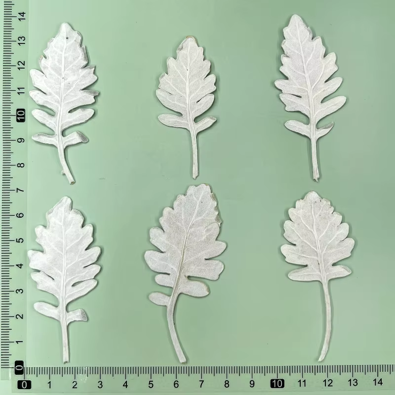 6 pièces, Herbe à chaton séchée pressée, Véritables spécimens de fleurs, Feuilles argentées-blanches