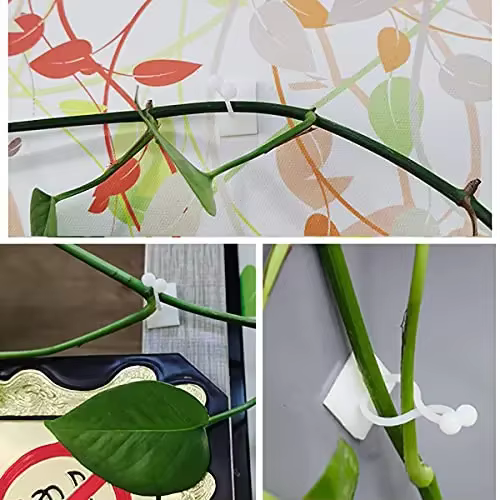 Plante grimpante auto-adhésive mur vignes outils fixation plante fixation murale Clips boucle fixe c