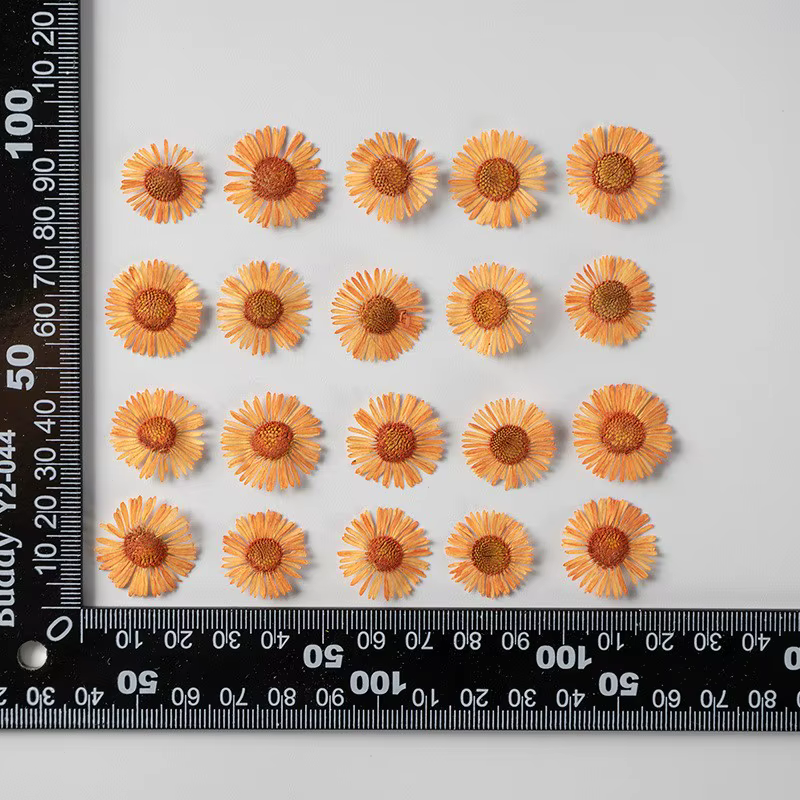 Fleurs de chrysanthème séchées pressées de 2-3 cm pour la fabrication de décorations DIY, pétales de