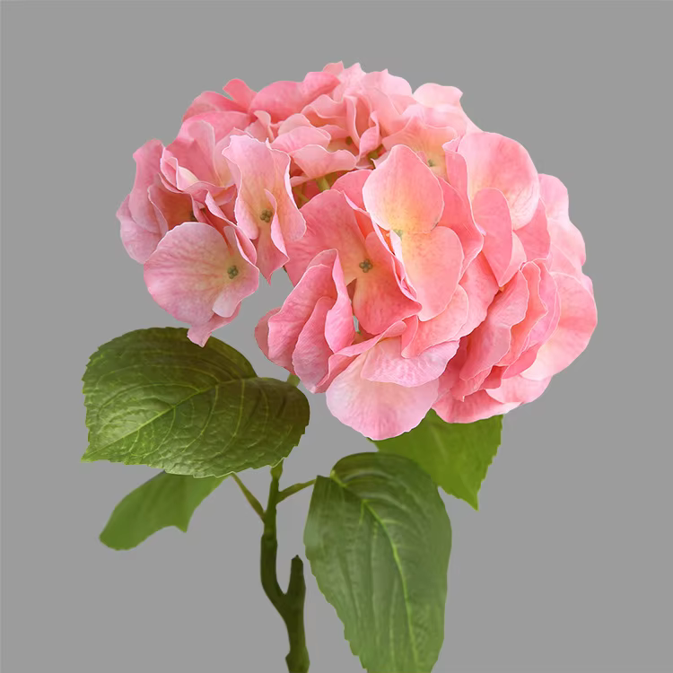 Grandes fleurs d'hortensia hydratantes au toucher, vrai toucher, mariage, salon, jardin, décoration 