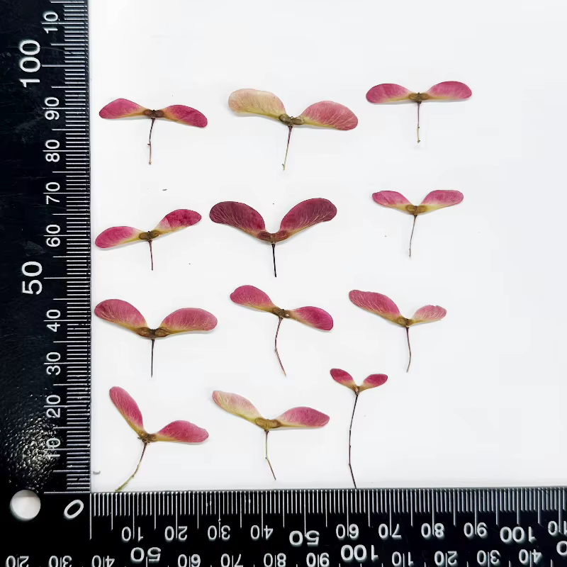 Kit de 12 fleurs de libellule pressées naturelles - Matériaux de fleurs séchées pour cadre photo en 