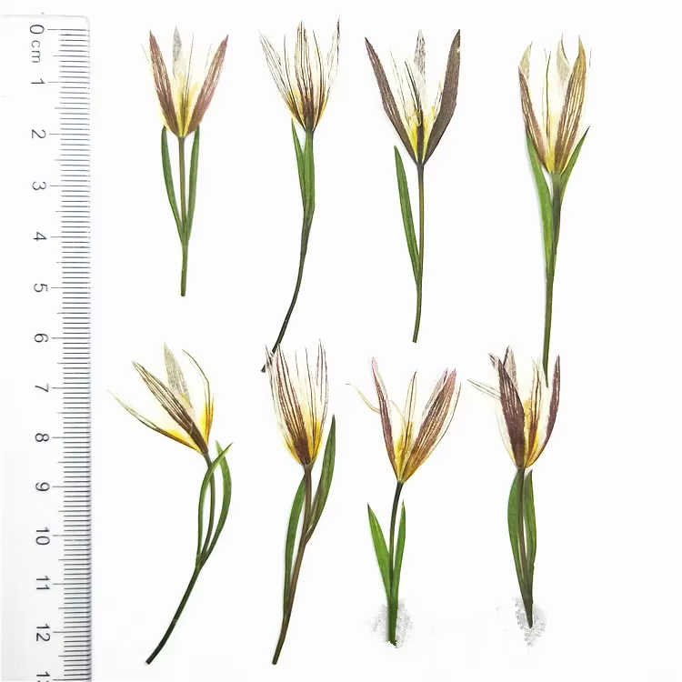 Petites fleurs naturelles de lys séchées, 24 pièces, pour bricolage, artisanat, signet, cadeau, déco