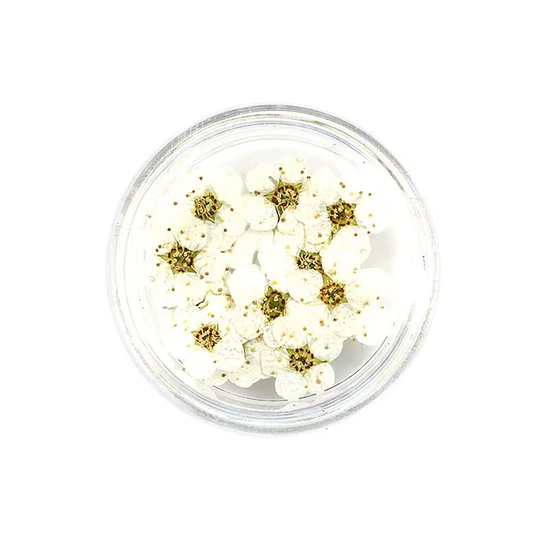 PMurcia-Fleur de prunier séchée de ovale cisse, 20 pièces/boîte, pour les élections, bijoux en résin