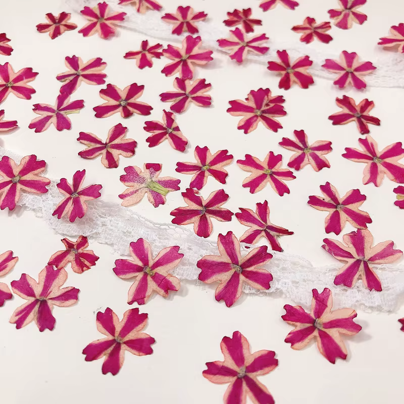 Fleur de verveine Hortensis séchée pressée, 60 pièces, pour bijoux, signet, carte postale, cadre Pho
