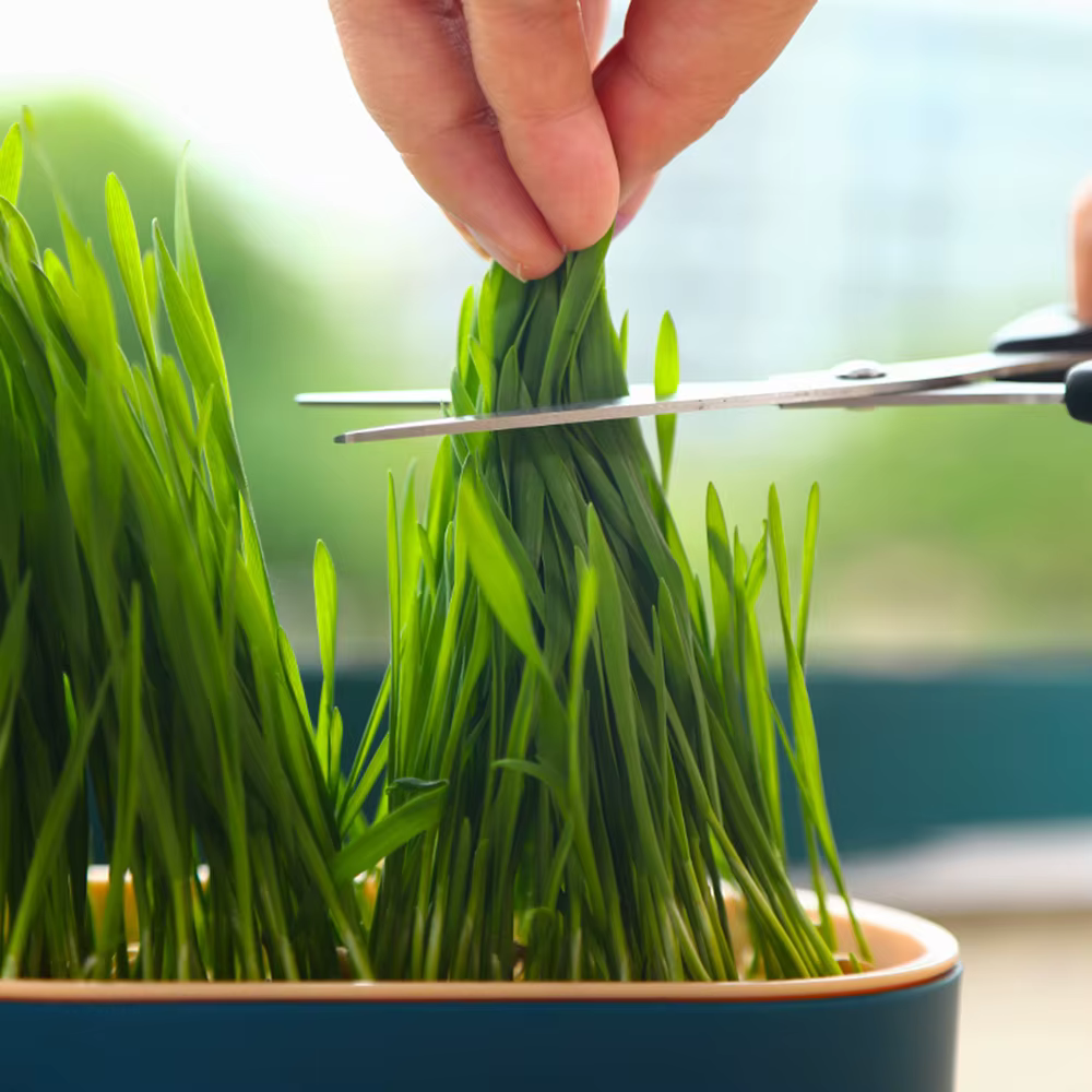 Nouveau plat de germination de chat de compagnie Pot de culture plante hydroponique chat herbe Germi