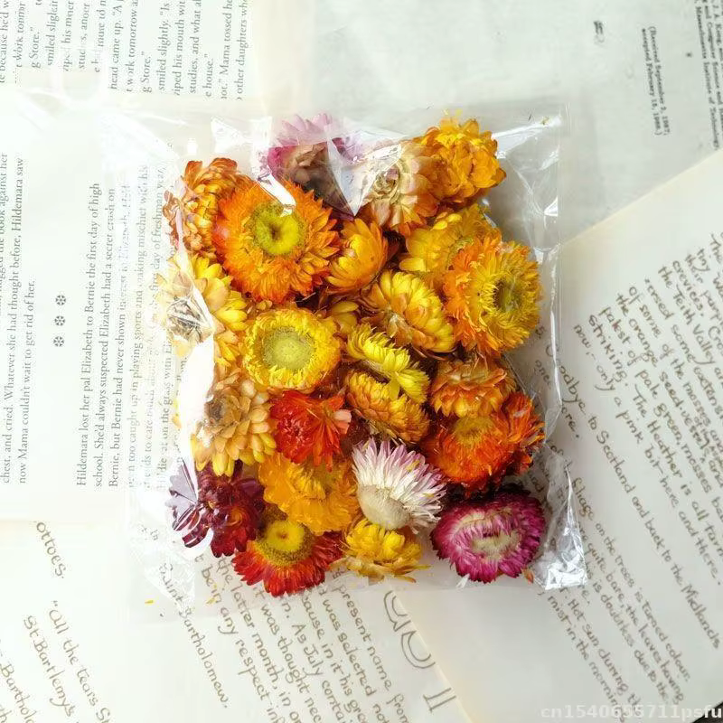 Fleurs séchées 100% naturelles Bracteantha Bracteata pour décoration de mariage, mélange de résine,