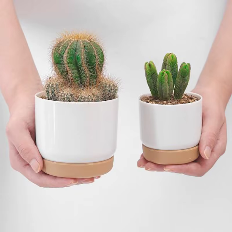 Petit pot de plantes vertes succulentes, double couche, aneth