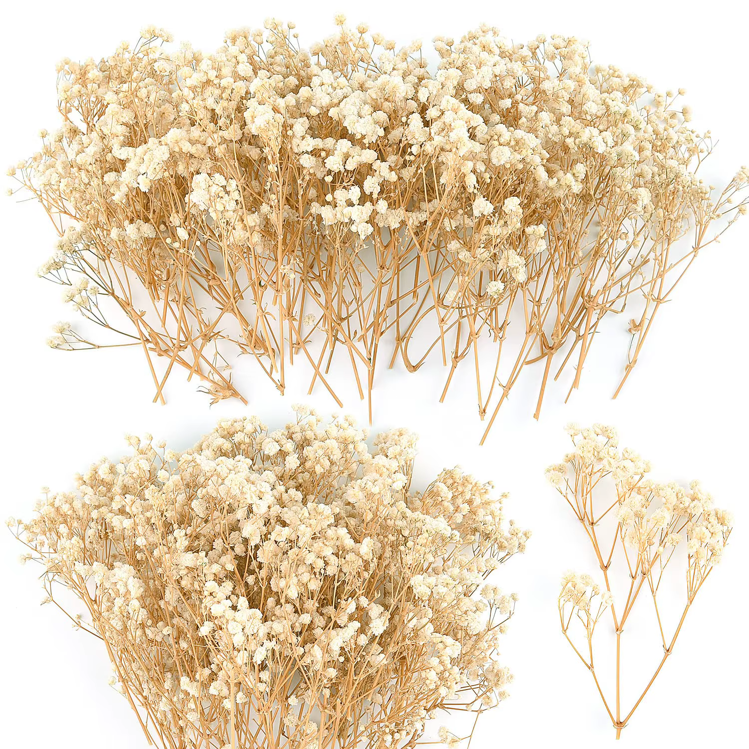 Mini Fleurs Séchées Orange, Petit Bouquet de Queues de Lapin et Gypsophile avec Tiges, Boîte de Maté