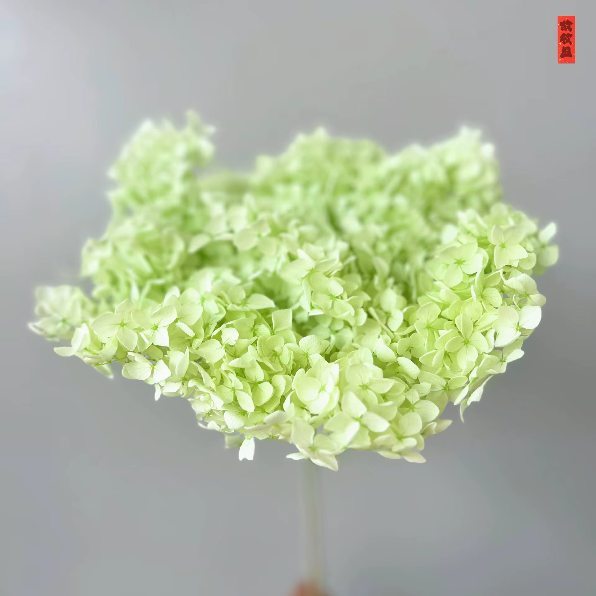 1 bouquet Anna hortensia Nature frais conservé branche entière séchée vraie fleur photographie maria