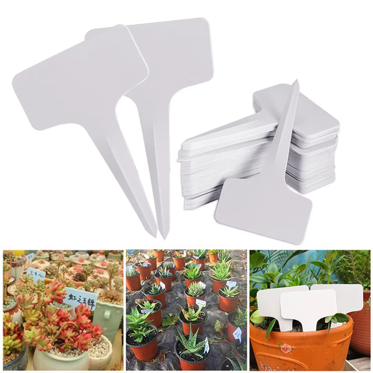 Marqueurs d'étiquettes de plantes de Type T, 50/100 pièces, étanches, PVC, Classification des plante