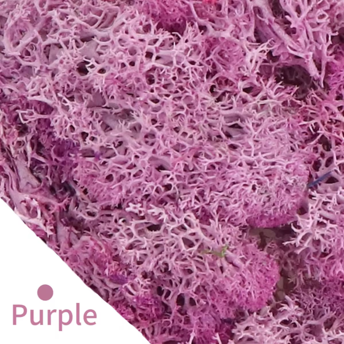 Mousse de couleur verte naturelle, simulation de plantes, vie éternelle, décoration de jardin, maiso