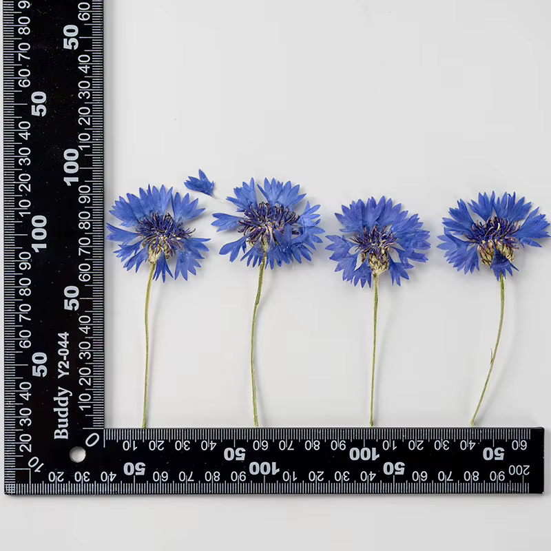 12 pièces, branches de bleuet séchées, fleurs pressées réelles, marque-page pour bricolage, décorati