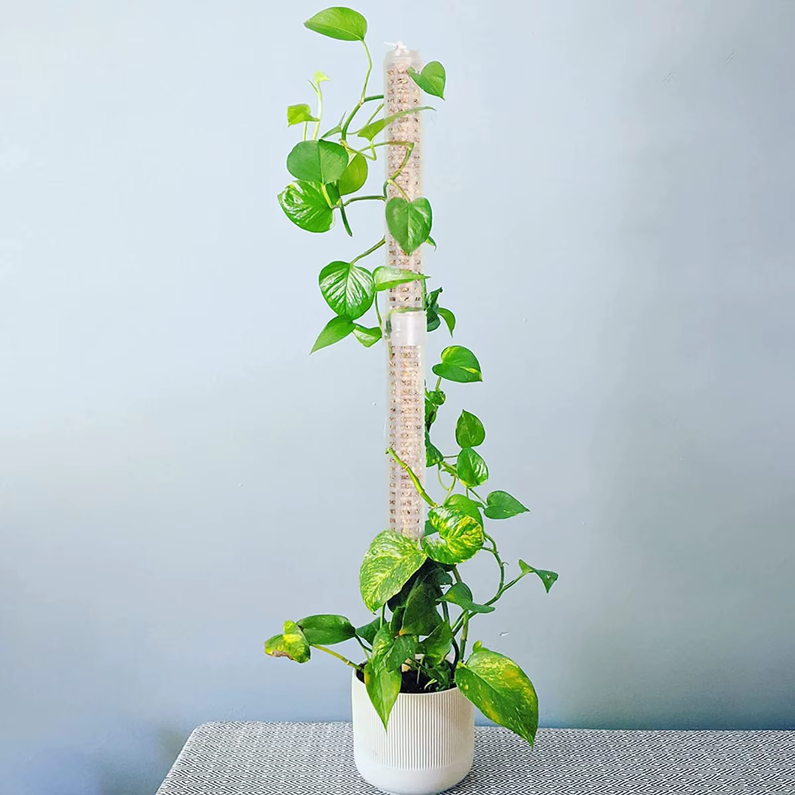 1PC plante escalade treillis empilable maille mousse pôle Monstera plastique filet stéréotypé cocoti