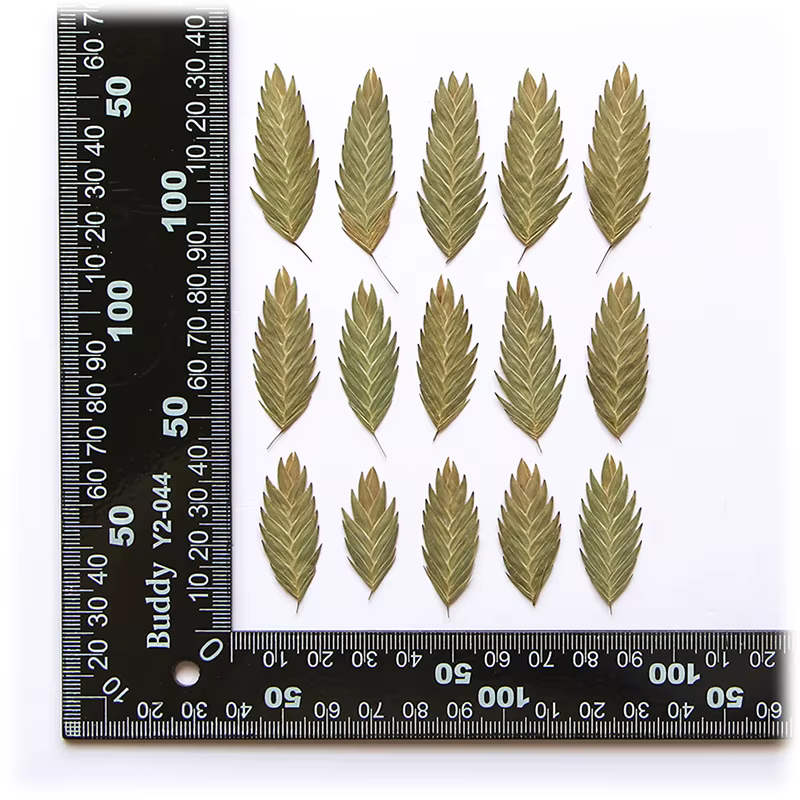 2-4Cm/24 pièces, feuilles de panthera naturelles fleur sèche en relief époxy coque de téléphone sign