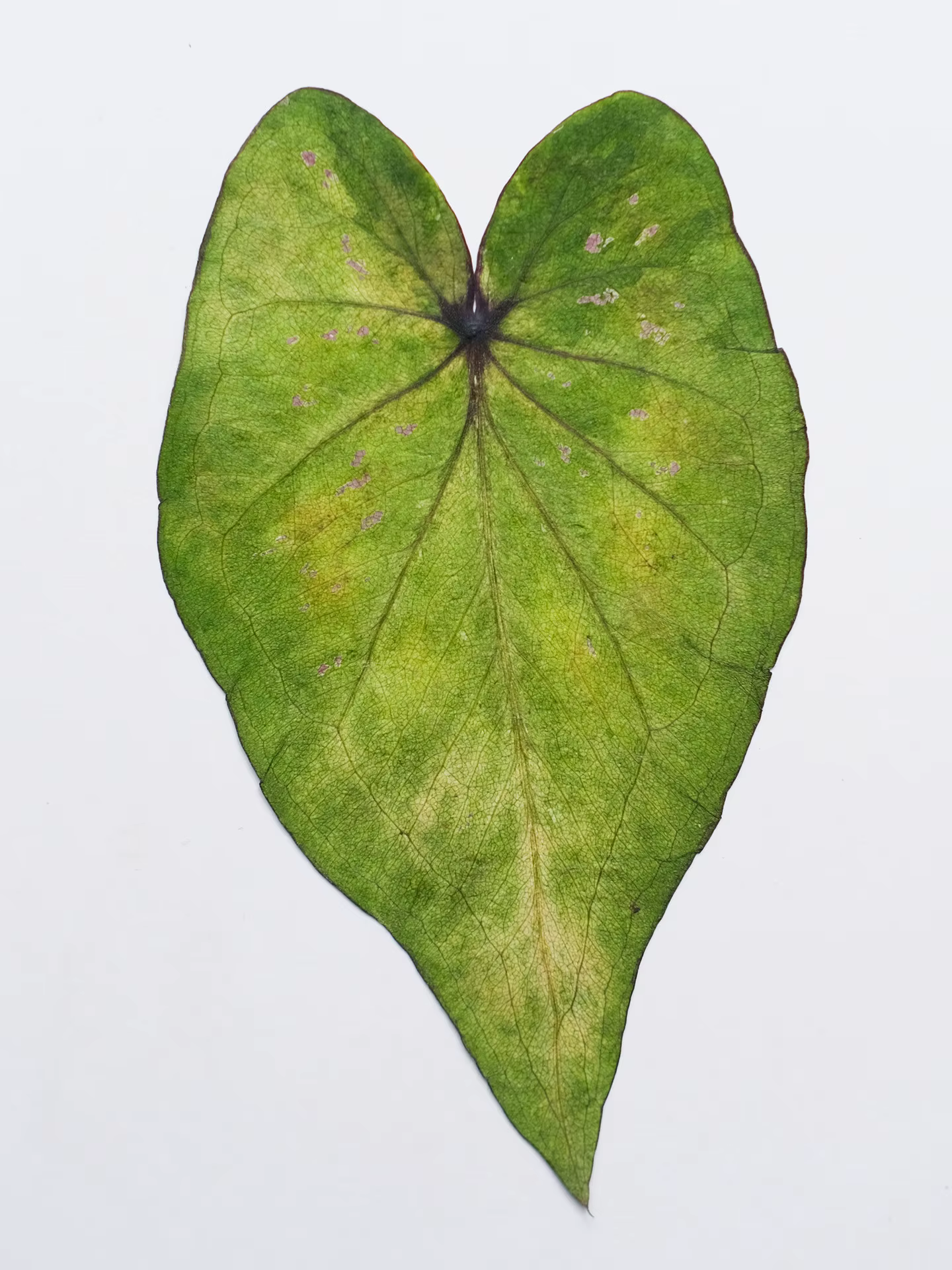 1 pièce, Feuillage de Caladium pressé véritable, fleurs séchées, feuilles colorées, petits spécimens