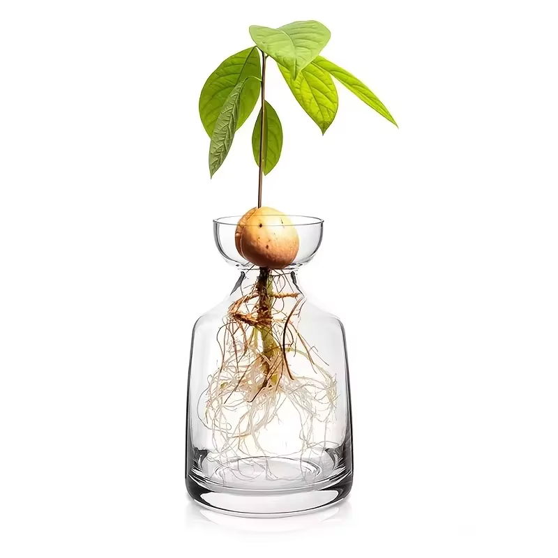 Vase de démarrage de graines d'avocat quatre pièces - Créez votre propre arbre d'avocat Pot de plant