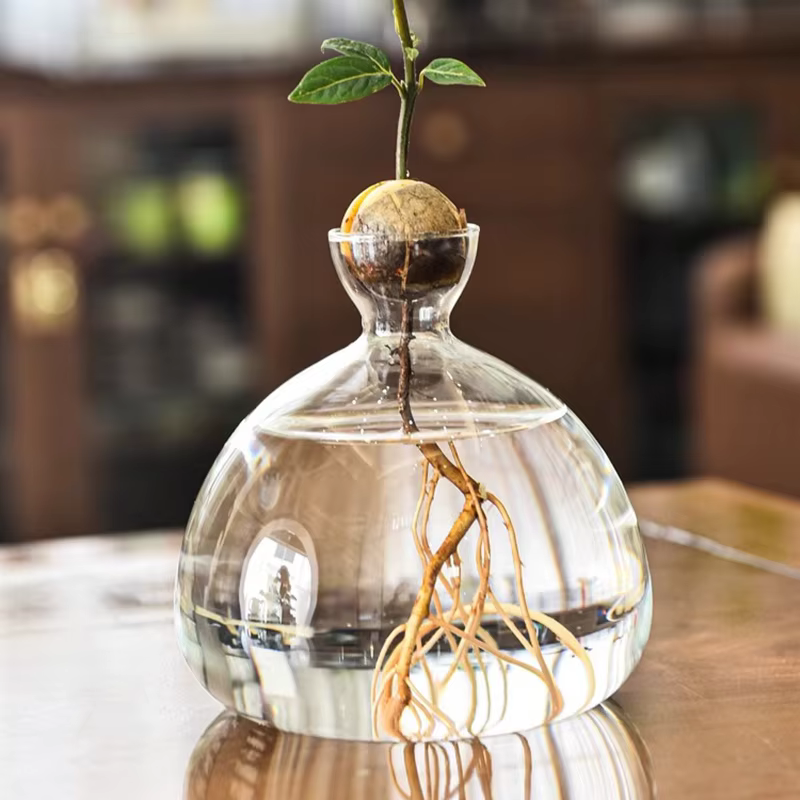 Kit de culture d'arbre d'avocat, Vase de démarrage de graines d'avocat, Pot de plante en verre avec 