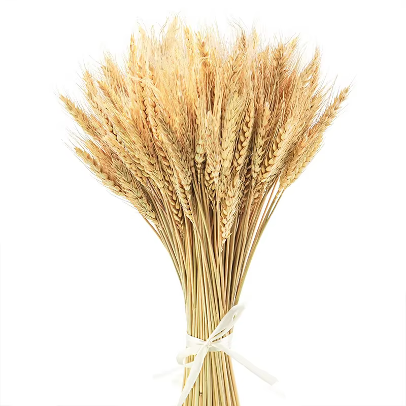 50/100/200 pièces tiges de blé séché fleur naturelle décor à la maison fête mariage ferme hôtel déco