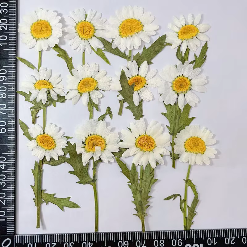 Plantes séchées naturelles 2~3CM*6~7CM, Marguerites blanches pressées, Petites branches naturelles d
