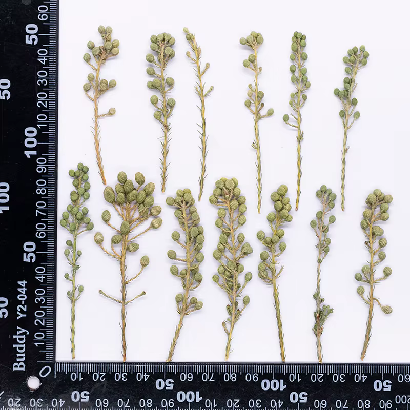 12 pièces, fleurs de corail vert naturel séchées et pressées, plantes DIY pour cadre photo, marque-p