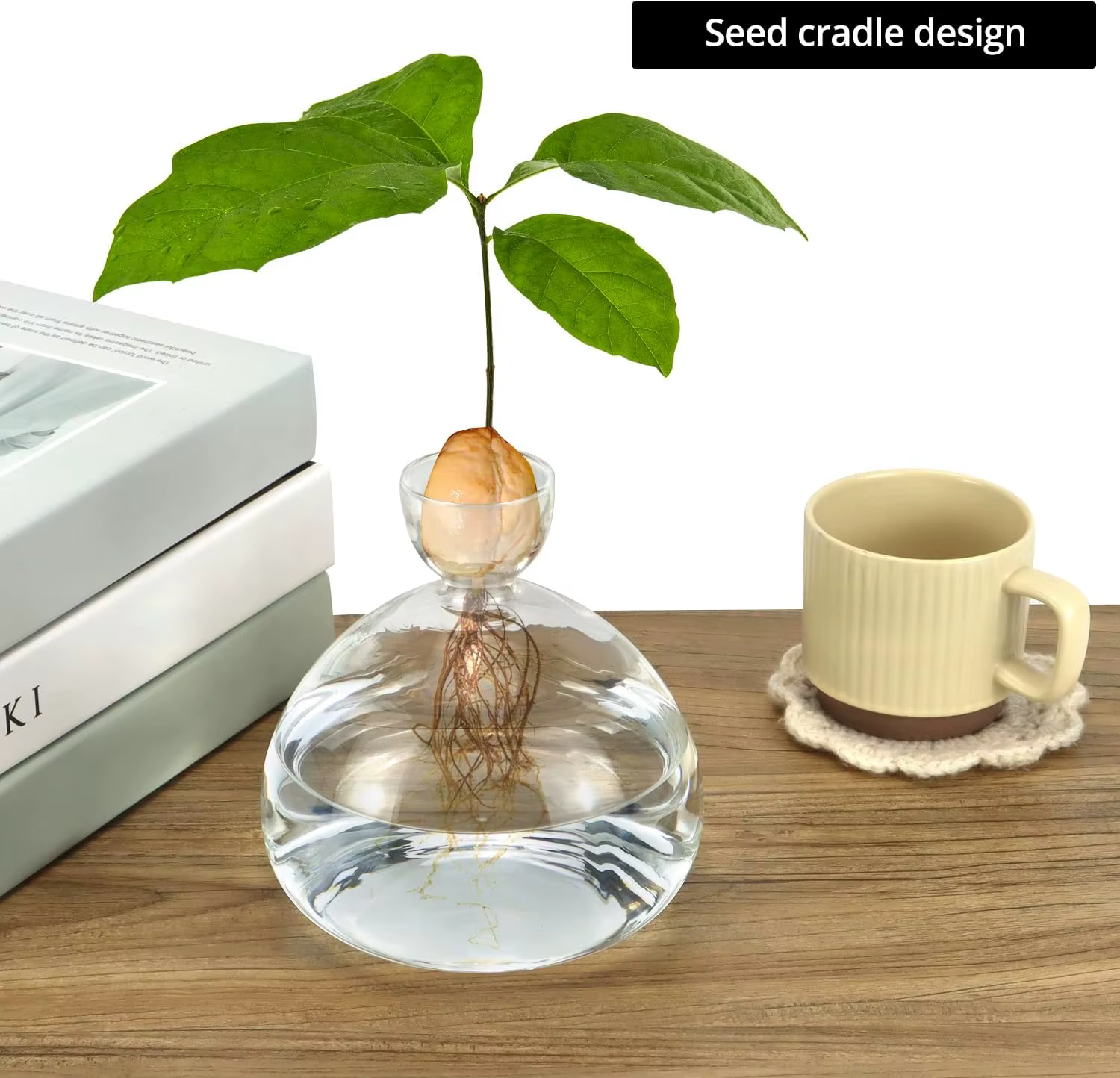 Vase en verre pour semis de graines d'avocat, kit de germination d'avocat, décoration de plantes d'i