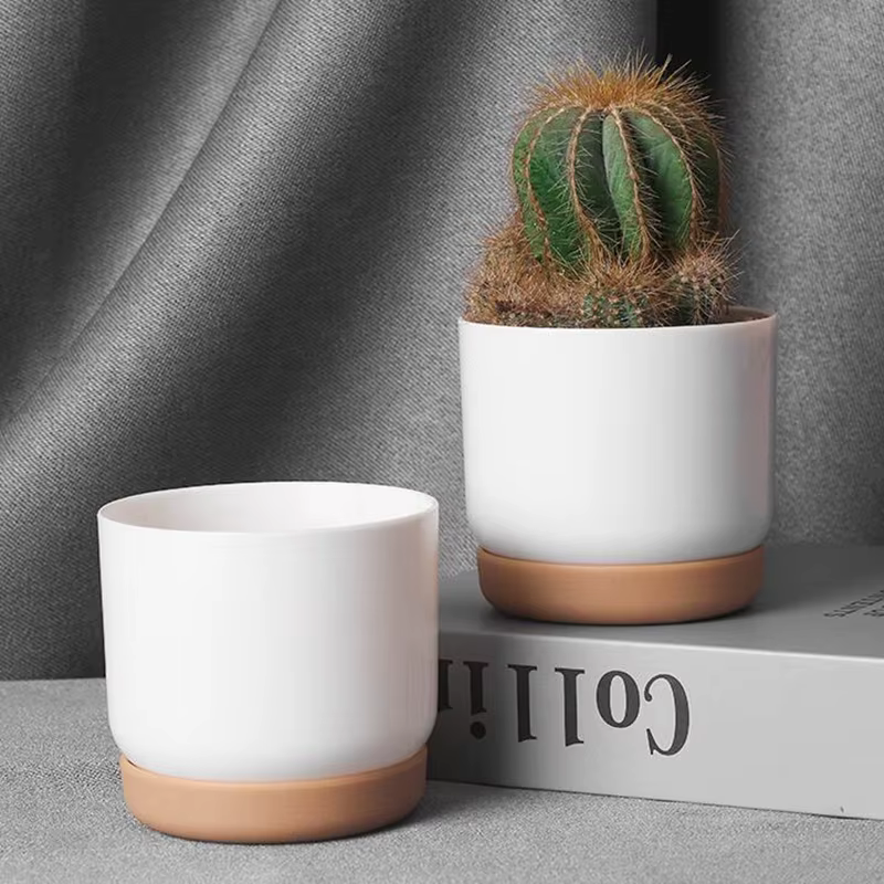 Petit pot de plantes vertes succulentes, double couche, aneth