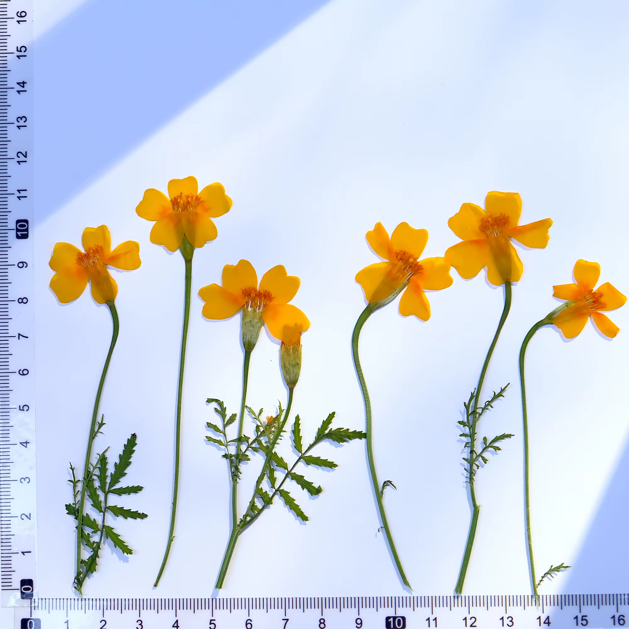 12 pièces, fleurs de souci séchées pressées jaunes et de Zinnia avec tiges-fournitures artisanales d
