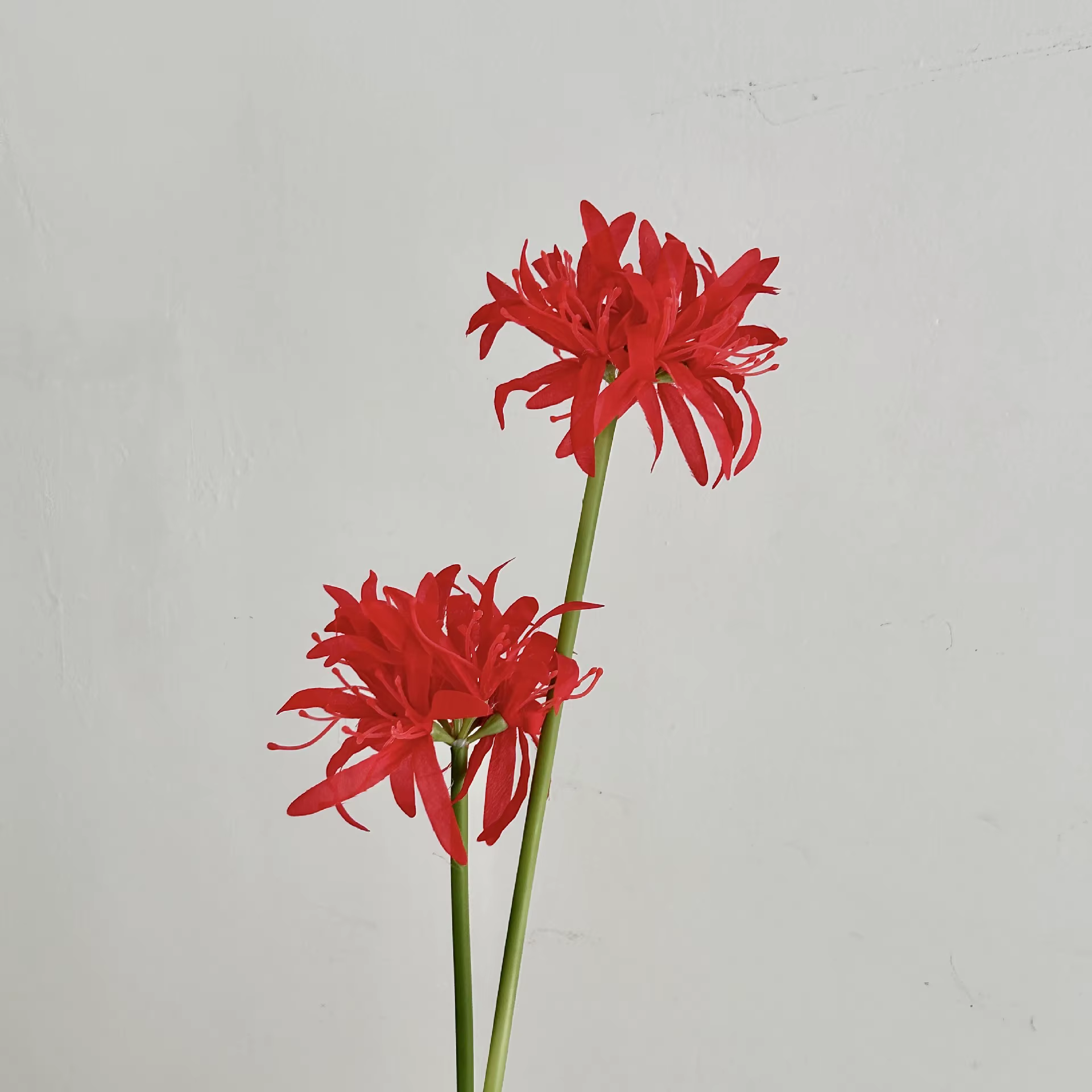 Fleurs de lys araignée rouge artificielles de 19.7 pouces, pour décor de lieu de mariage, accessoire