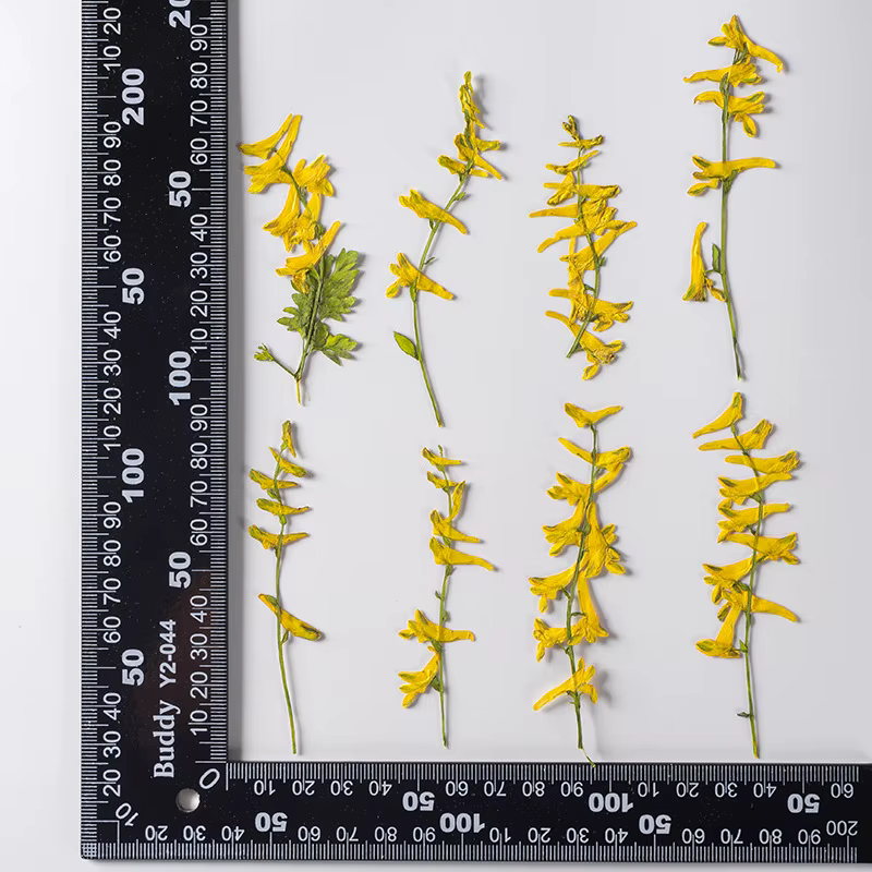 6 pièces/6-10 cm, fleurs séchées d'herbe de perroquet naturelles, pour cadre photo DIY, colle, bijou