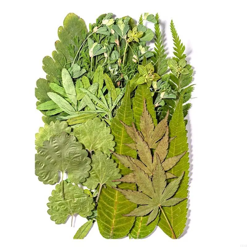 40ja Plante feuilles séchées pressées 40ja Ensemble plantes pour le scrapbooking Bijoux Making Photo