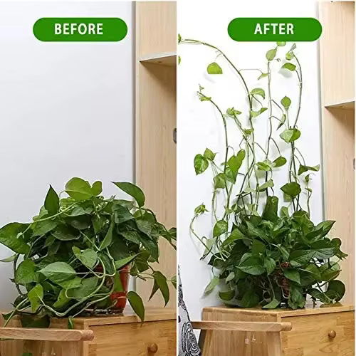 Plante grimpante auto-adhésive mur vignes outils fixation plante fixation murale Clips boucle fixe c