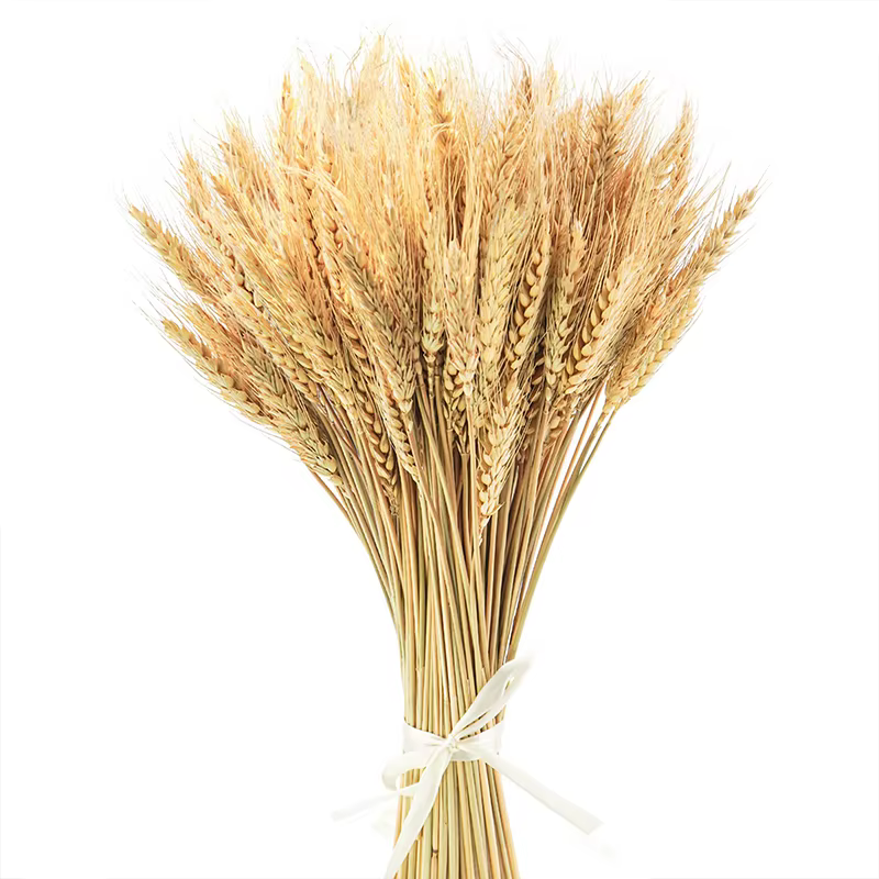Sunks de blé séché pour la décoration de la maison, fleur naturelle, couronne de bricolage, fête de