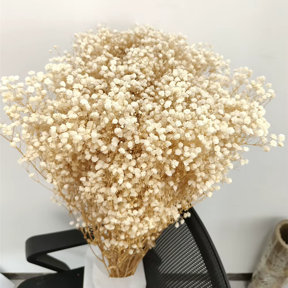 Fleurs séchées naturelles conservées Gypsophila Paniculata, Bouquet de fleurs pour souffle de bébé,
