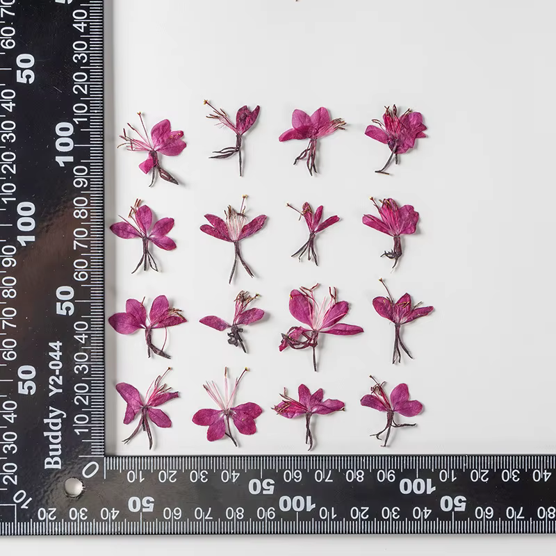 Lot de 12 fleurs de Gaura séchées pour DIY, résine, coques de téléphone, bougies, artisanat, fleurs 