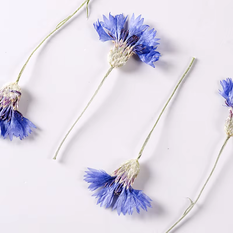 Fleurs de maïs bleues naturelles séchées PMurcia avec tournesols, plantes, herbier pour bijoux, cart