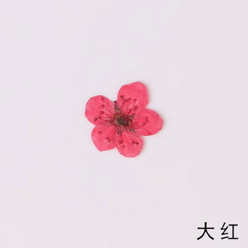 PMurcia-Fleur vaccée de Narcisse Jonquilla, Herbier pour les Élections, Bijoux en Résine Xy, Marque-