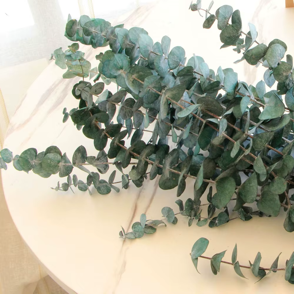 Bouquet de fleurs séchées naturelles d'eucalyptus, 10 pièces, aide au cuir chevelu, décoration de ta