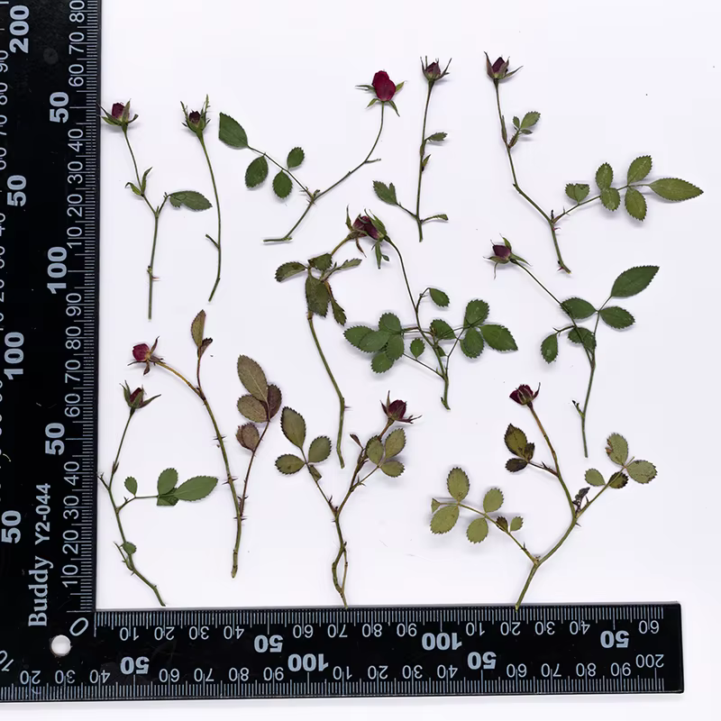 12 pièces, Branches de roses séchées à bourgeons multiples, fleurs pressées, plantes naturelles pour
