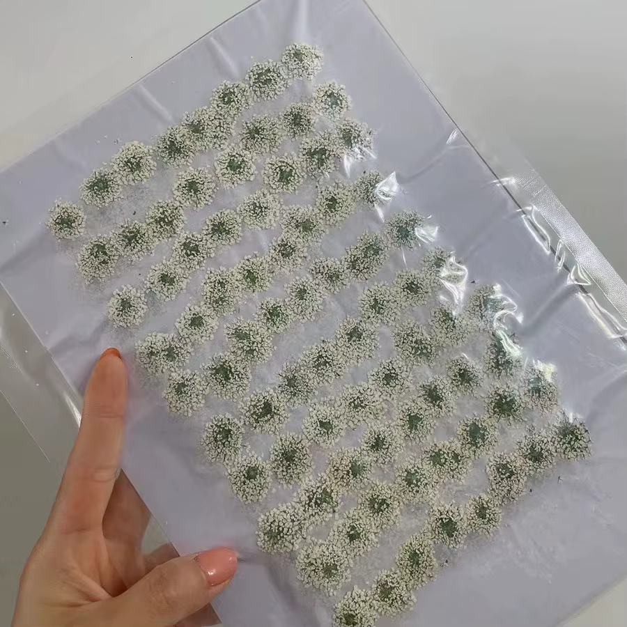 Fleurs Naturelles vaccées Blanches Ammi Majus, Herbier pour Bijoux, Carte Postale, Carte d'InPorter,