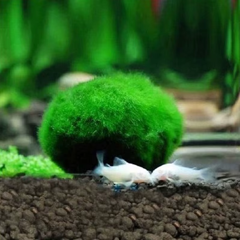 Boules de mousse Marimo de 3-4 cm, plantes aquatiques vivantes, algues pour aquarium, ornement pour 