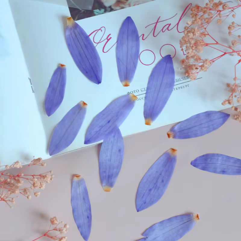 Pétales de fleurs de nénuphar séchées, fleur pressée, bricolage, levpper glue, coque de téléphone, p