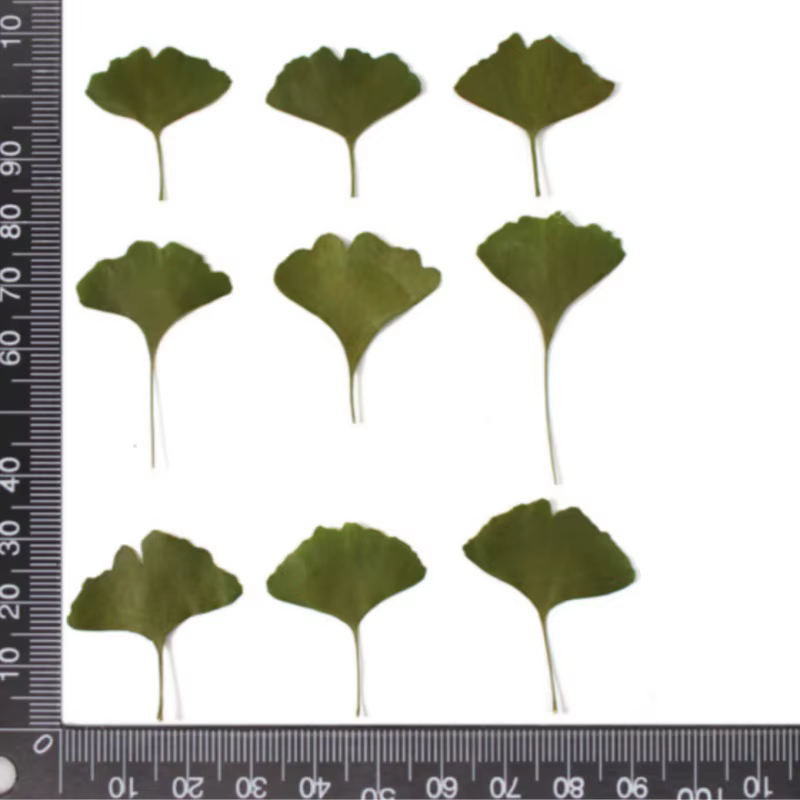 12 pièces/3-5 cm, Feuilles de Ginkgo Biloba véritables pressées, spécimen végétal, fleurs séchées po