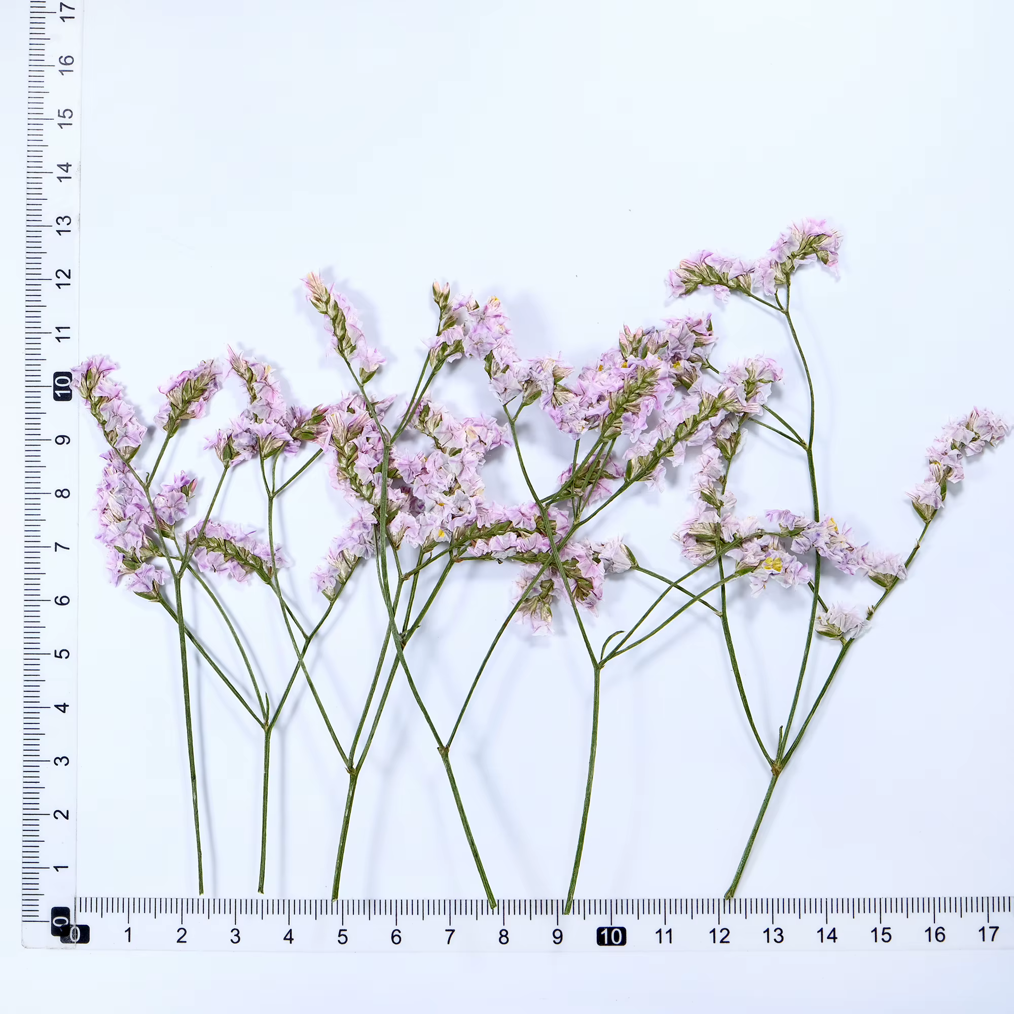 6 pièces, fleurs séchées pressées en herbe de cristal véritable, fournitures artisanales de bricolag