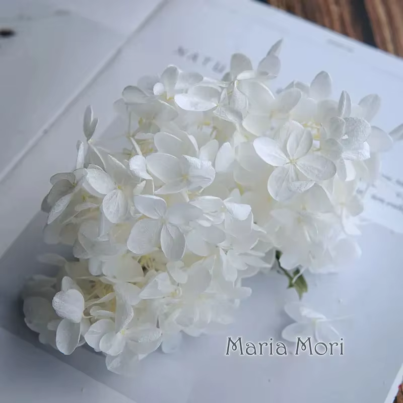 Feuilles d'hortensia ovales préservées, fleurs séchées