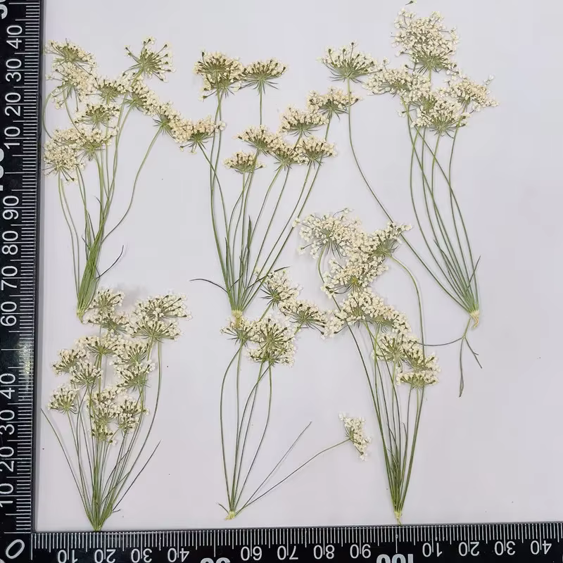 Branches de gouttes de neige pressées séchées naturelles, petites fleurs en dentelle, mélange Gepres