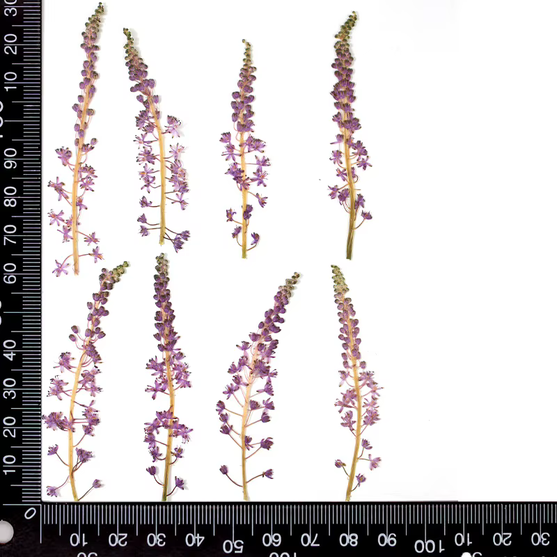Fleur de Jujube en coton sauvage naturel, 24 pièces, fleurs pressées, plante sèche, colle goutte à g