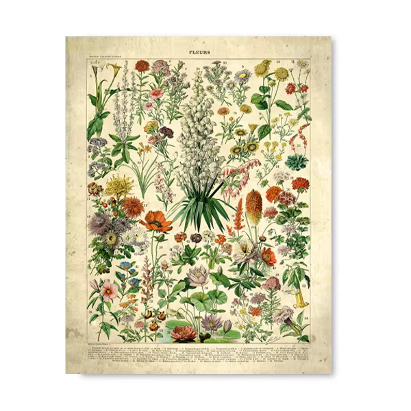 Affiches et imprimés Vintage de fleurs françaises, peinture sur toile d'art mural rétro botanique, i