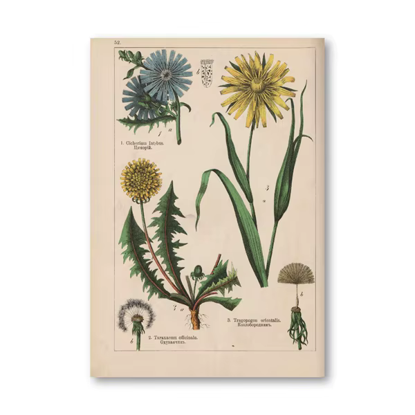 Affiches et imprimés d'herbes botaniques Vintage, décoration murale de la maison, plantes anciennes,